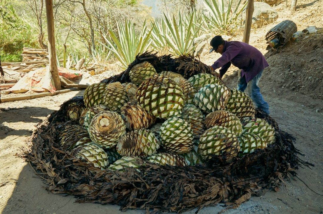 Agave plants thrown into the oven pit for roasting