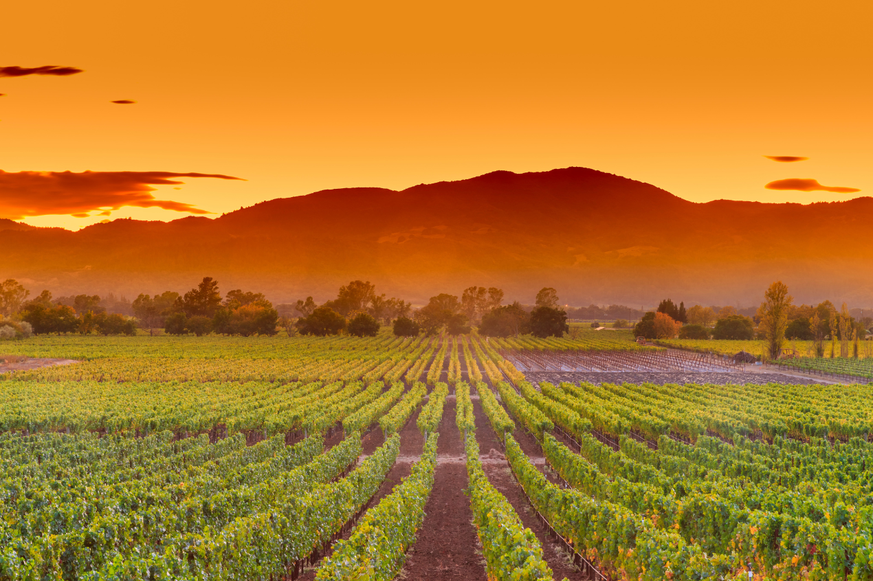 Photo for: Tasting California: Exploring the Golden State's Best Wine Trails