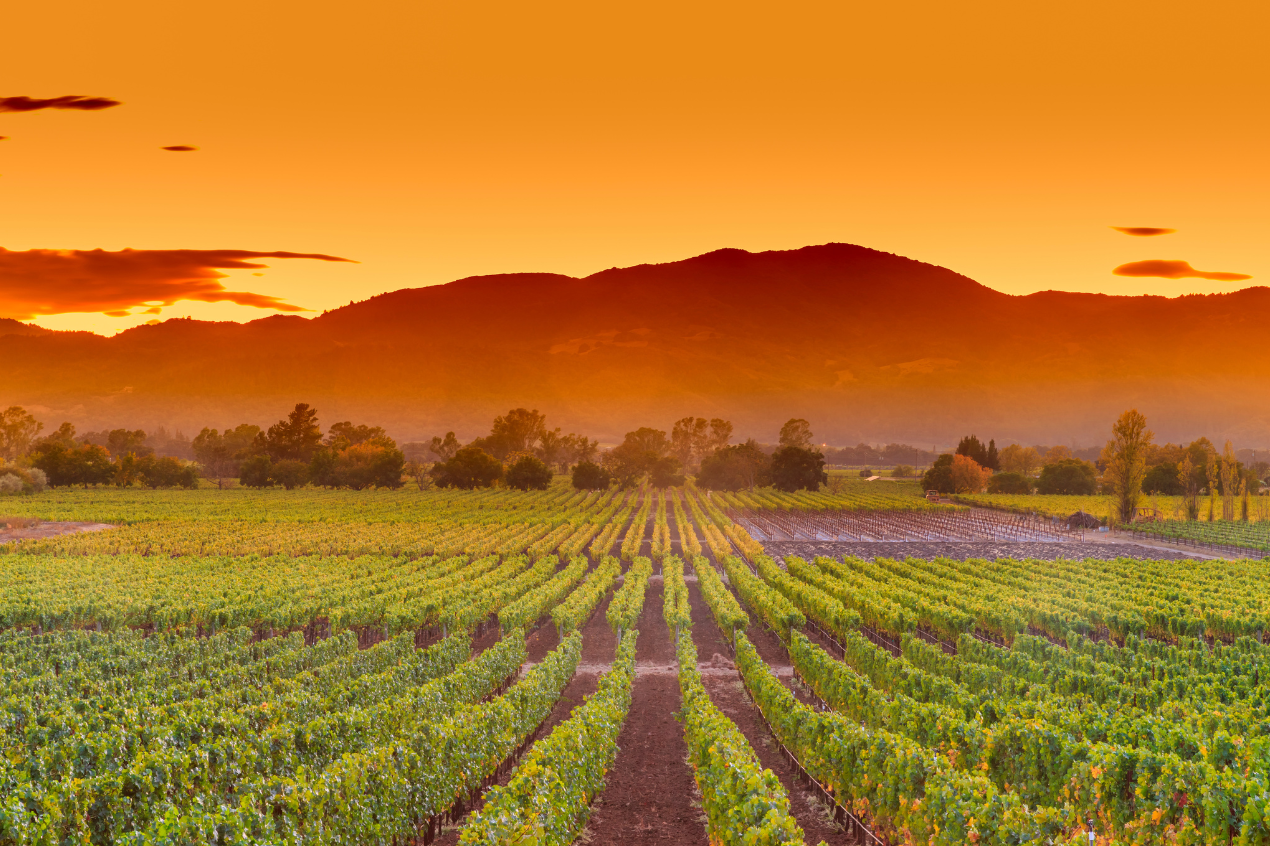 Sonoma to Napa Valley: A guide to road tripping through California's wine  country